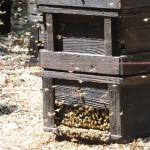 座頭石のミツバチ