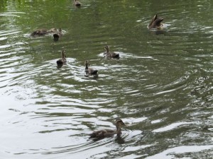 弘前公園お堀の鴨