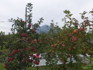 りんごの季節です