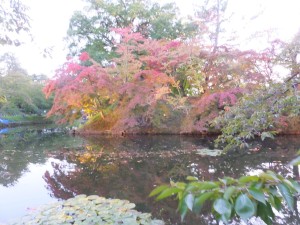 弘前公園の紅葉が進んでいます。