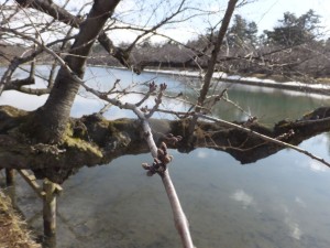 弘前公園の桜のつぼみ。今の状態