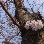 胴ぶきの桜開花