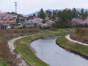 波岡の桜