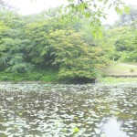 弘前公園の蓮