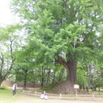 弘前公園の大木