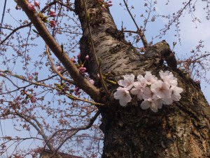 胴ぶきの桜開花