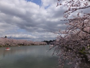弘前公園の桜：西堀